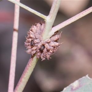 Paropsis atomaria at Hawker, ACT - 11 Nov 2024