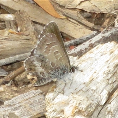 Neolucia agricola (Fringed Heath-blue) at Acton, ACT - 11 Nov 2024 by Christine