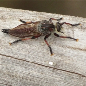 Neoaratus hercules at Acton, ACT - 11 Nov 2024 03:51 PM