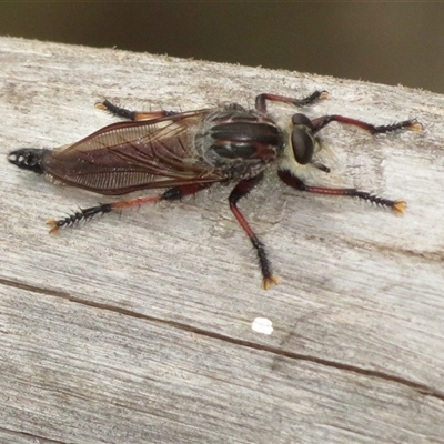 Neoaratus hercules (Herculean Robber Fly) at Acton, ACT - 11 Nov 2024 by Christine