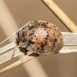 Trachymela rugosa at McKellar, ACT - 11 Nov 2024