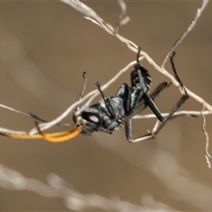 Fabriogenia sp. (genus) (Spider wasp) at McKellar, ACT - 11 Nov 2024 by AlisonMilton