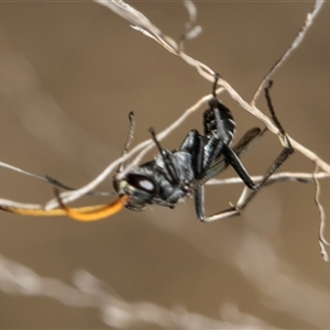 Fabriogenia sp. (genus) at McKellar, ACT - 11 Nov 2024 10:16 AM