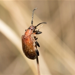 Ecnolagria grandis (Honeybrown beetle) at McKellar, ACT - 10 Nov 2024 by AlisonMilton