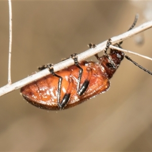 Ecnolagria grandis at McKellar, ACT - 11 Nov 2024 10:18 AM