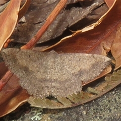 Taxeotis perlinearia (Spring Taxeotis) at Acton, ACT - 11 Nov 2024 by Christine