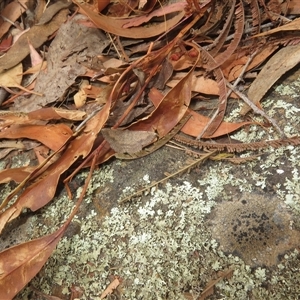 Taxeotis perlinearia at Acton, ACT - 11 Nov 2024