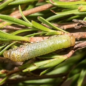 Paropsis pictipennis at McKellar, ACT - 11 Nov 2024