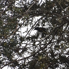 Phylidonyris pyrrhopterus (Crescent Honeyeater) at Southwest, TAS - 9 Nov 2024 by LyndalT