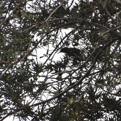 Phylidonyris pyrrhopterus (Crescent Honeyeater) at Southwest, TAS - 9 Nov 2024 by LyndalT