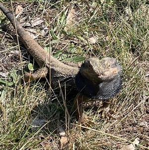 Pogona barbata at Hackett, ACT - suppressed