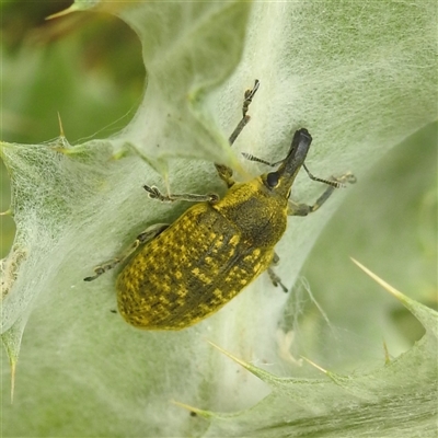 Larinus latus (Onopordum seed weevil) at Kambah, ACT - 11 Nov 2024 by HelenCross