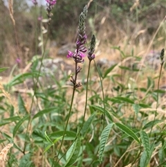 Cullen microcephalum (Dusky Scurf-pea) at Macnamara, ACT - 14 Nov 2024 by Eland