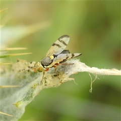 Euribia solstitialis (Nodding Thistle Gall Fly) at Kambah, ACT - 12 Nov 2024 by HelenCross