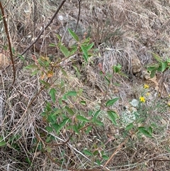 Adriana tomentosa var. tomentosa (Eastern Bitterbush) at Macnamara, ACT - 15 Nov 2024 by Eland