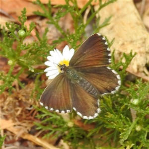 Neolucia agricola at Acton, ACT - 12 Nov 2024 12:23 PM