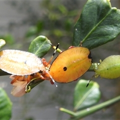 Musgraveia sulciventris (Bronze Orange Bug) at Acton, ACT - 12 Nov 2024 by HelenCross