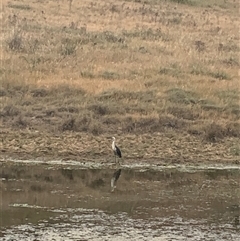 Ardea pacifica (White-necked Heron) at Strathnairn, ACT - 11 Nov 2024 by Eland