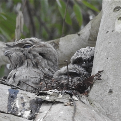 Podargus strigoides (Tawny Frogmouth) at Acton, ACT - 12 Nov 2024 by HelenCross