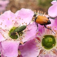 Phyllotocus sp. (genus) (Nectar scarab) at Acton, ACT - 12 Nov 2024 by HelenCross