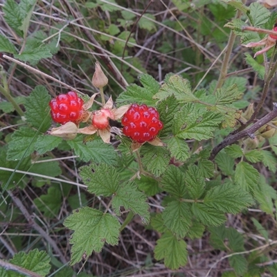 Rubus parvifolius (Native Raspberry) at Conder, ACT - 7 Jan 2024 by MichaelBedingfield