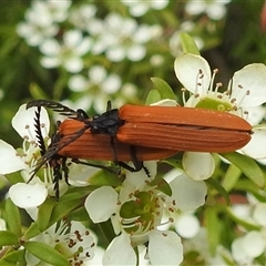 Porrostoma rhipidium (Long-nosed Lycid (Net-winged) beetle) at Acton, ACT - 12 Nov 2024 by HelenCross