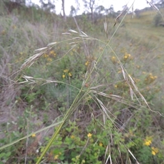 Austrostipa bigeniculata (Kneed Speargrass) at Conder, ACT - 7 Jan 2024 by MichaelBedingfield