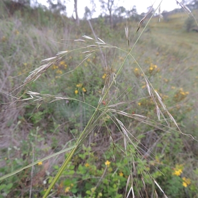 Austrostipa bigeniculata (Kneed Speargrass) at Conder, ACT - 7 Jan 2024 by MichaelBedingfield