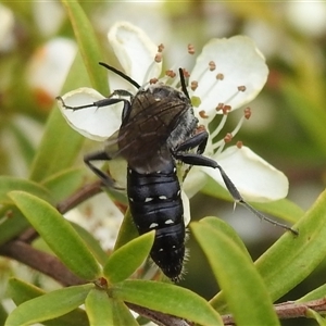 Tiphiidae (family) at Acton, ACT - 12 Nov 2024 01:18 PM