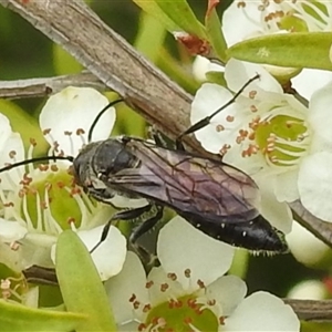 Tiphiidae (family) at Acton, ACT - 12 Nov 2024 01:18 PM