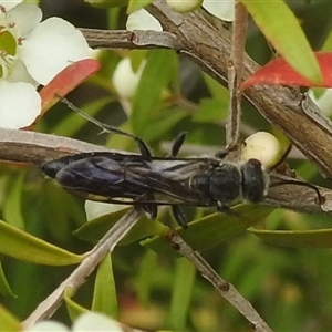 Tiphiidae (family) at Acton, ACT - 12 Nov 2024 01:18 PM