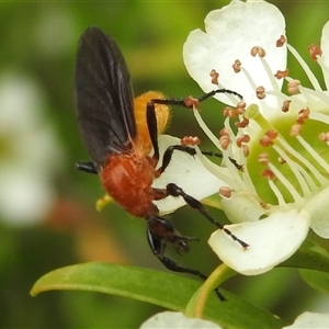 Bibio imitator at Acton, ACT - 12 Nov 2024 01:16 PM