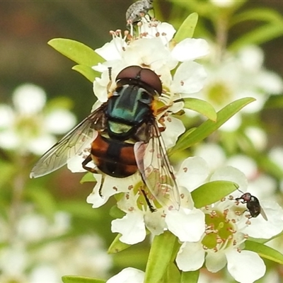 Austalis copiosa (Hover fly) at Acton, ACT - 12 Nov 2024 by HelenCross