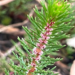 Myriophyllum crispatum at Hackett, ACT - 15 Nov 2024 10:13 AM