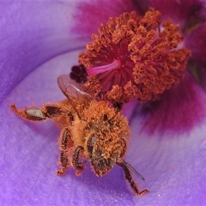 Apis mellifera at Acton, ACT - 12 Nov 2024