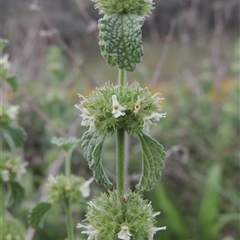 Marrubium vulgare (Horehound) at Conder, ACT - 7 Jan 2024 by MichaelBedingfield