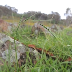 Microlaena stipoides (Weeping Grass) at Conder, ACT - 7 Jan 2024 by MichaelBedingfield