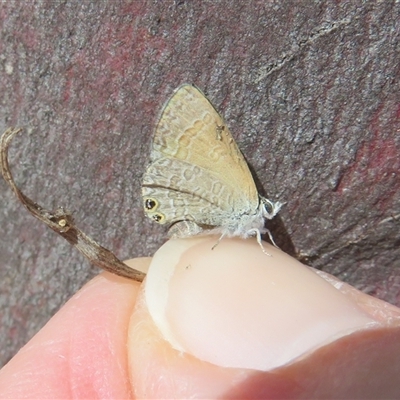 Nacaduba biocellata (Two-spotted Line-Blue) at Hall, ACT - 7 Nov 2024 by Christine