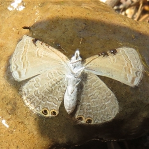 Nacaduba biocellata at Hall, ACT - 8 Nov 2024 10:44 AM