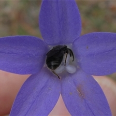 Lasioglossum (Chilalictus) sp. (genus & subgenus) (Halictid bee) at Duffy, ACT - 13 Nov 2024 by actforbees