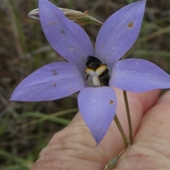 Lasioglossum (Chilalictus) sp. (genus & subgenus) at Duffy, ACT - 13 Nov 2024