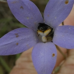 Lasioglossum (Chilalictus) sp. (genus & subgenus) at Duffy, ACT - 13 Nov 2024 05:28 PM