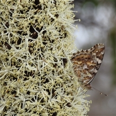 Vanessa kershawi (Australian Painted Lady) at Acton, ACT - 12 Nov 2024 by HelenCross