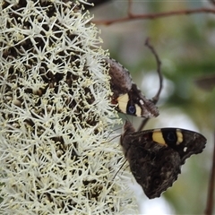 Vanessa itea (Yellow Admiral) at Acton, ACT - 12 Nov 2024 by HelenCross