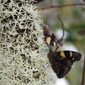 Vanessa itea at Acton, ACT - 12 Nov 2024 04:11 PM