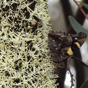 Vanessa itea at Acton, ACT - 12 Nov 2024 04:11 PM