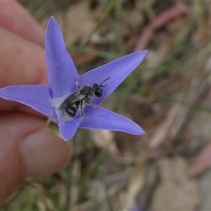 Lasioglossum (Chilalictus) sp. (genus & subgenus) at Duffy, ACT - 13 Nov 2024 05:35 PM