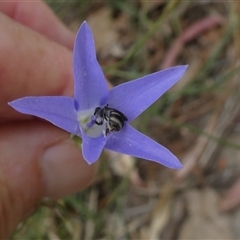 Lasioglossum (Chilalictus) sp. (genus & subgenus) at Duffy, ACT - 13 Nov 2024 05:35 PM