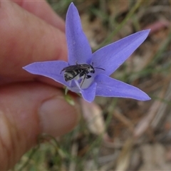 Lasioglossum (Chilalictus) sp. (genus & subgenus) at Duffy, ACT - 13 Nov 2024 05:35 PM