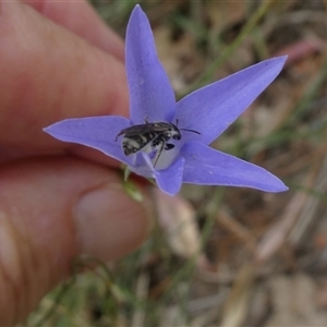 Lasioglossum (Chilalictus) sp. (genus & subgenus) at Duffy, ACT - 13 Nov 2024 05:35 PM